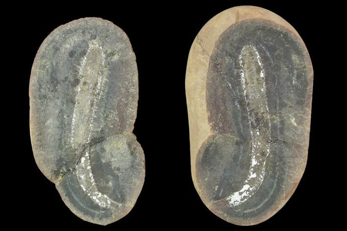 Didontogaster Fossil Worm (Pos/Neg) - Mazon Creek #101541